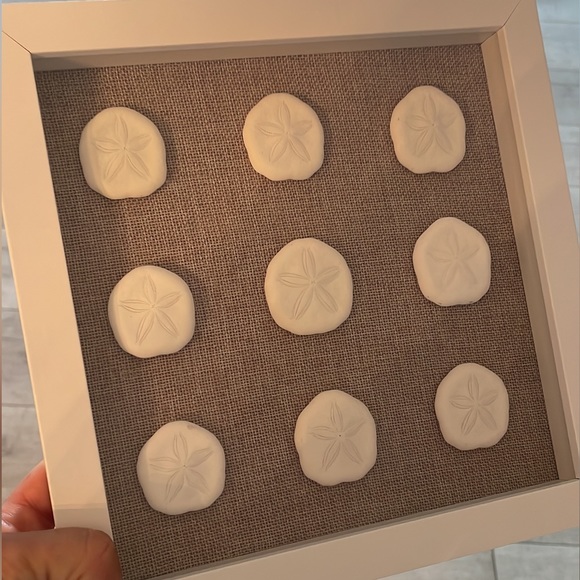 Sand Dollar Shadowbox - Picture 5 of 5